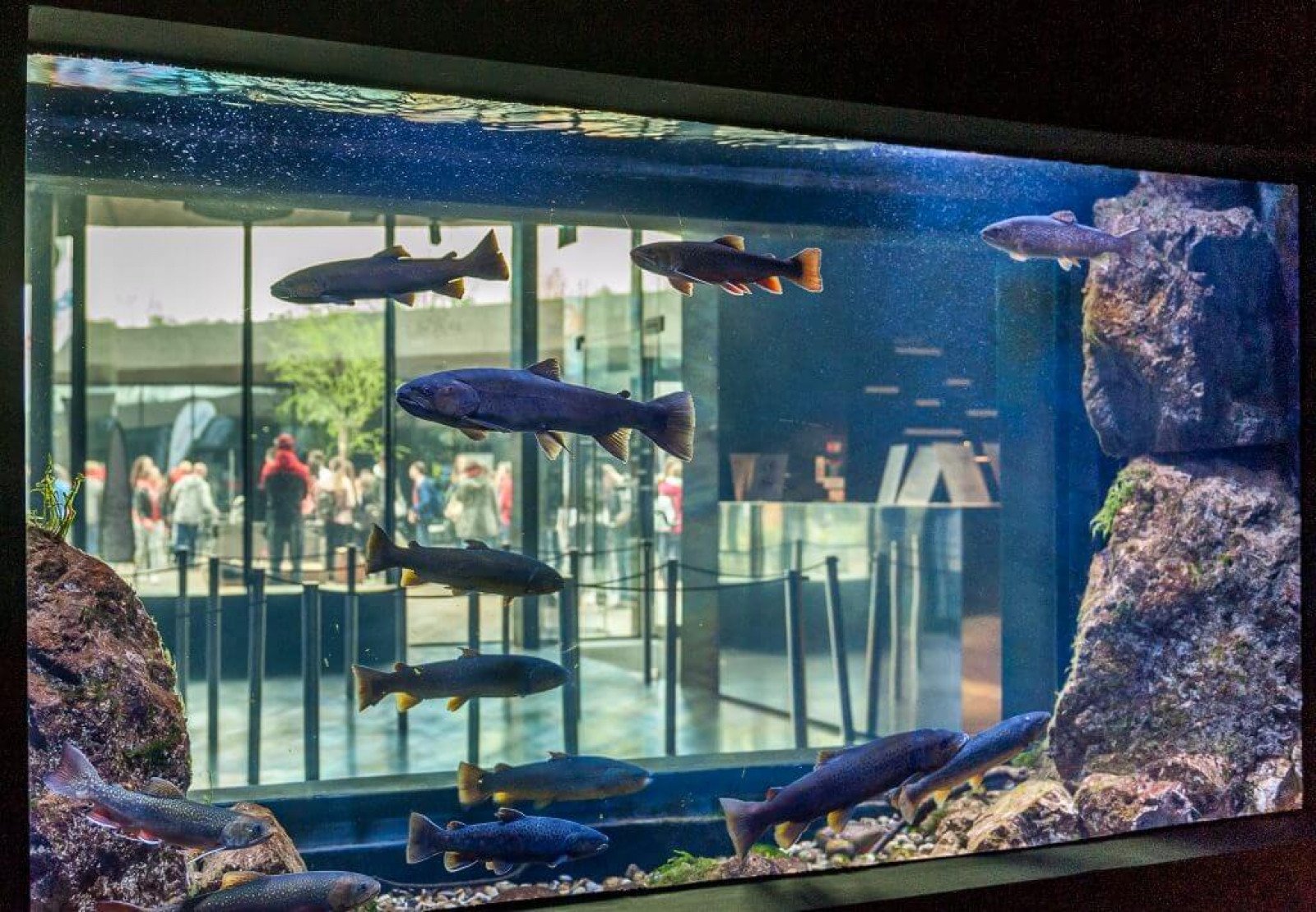 Top 10 Most Beautiful Freshwater Aquariums of 2012 — Hungarian