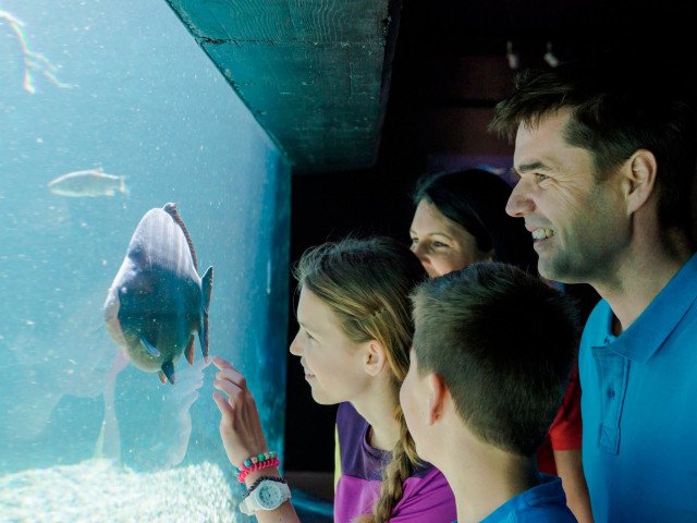 mini-Danube, Aquarium, WGD Donau OÖ Tourismus Gmbg, Erber, 2015