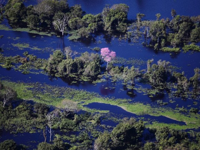Aerial view of a mosaic of vegetation in the middle of the flood in the Pantanal, including a flowering pink piúva, in the water, Pantanal de Corumbá-MS, Brazil (© Mario Friedlander and Water Museum of Federal University of Tocantins)