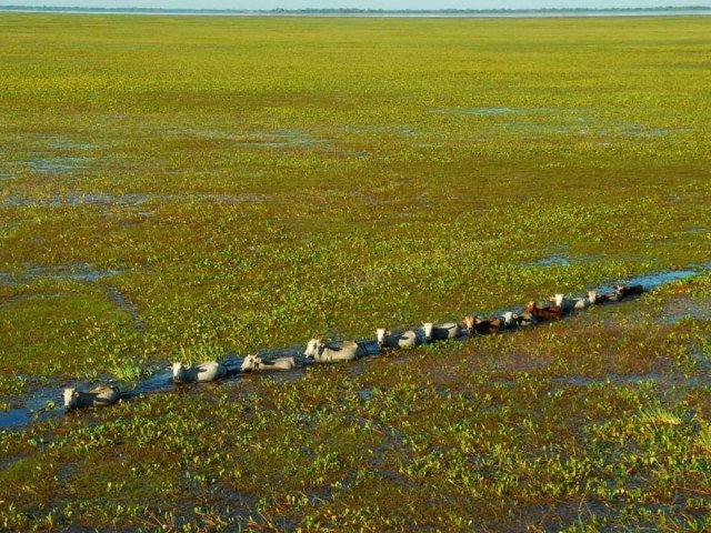 Impressive view of Chacororé Bay full of water and aquatic vegetation and a small herd of cattle following a trail in search of a drier area, Barão de Melgaço-MT, Brazil (© Mario Friedlander / Water Museum of Federal University of Tocantins)