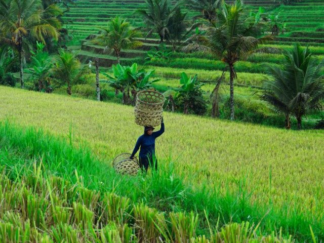 Rice Terrace in Bali, Subak