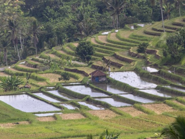 Wiki Subak Jatiluwih, Rice paddy in Bali